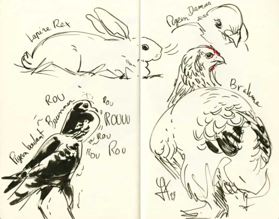Animaux au Concours Avicole d'Albens (lapins, poules, coq), encre