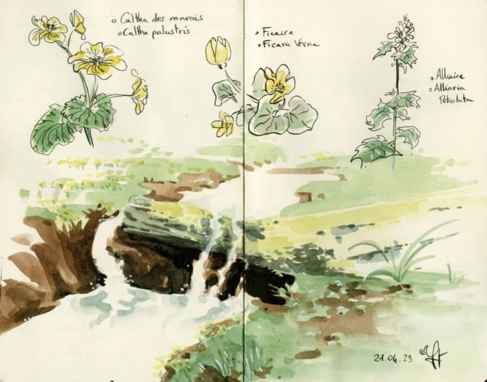 Croquis de ruisseau et plantes