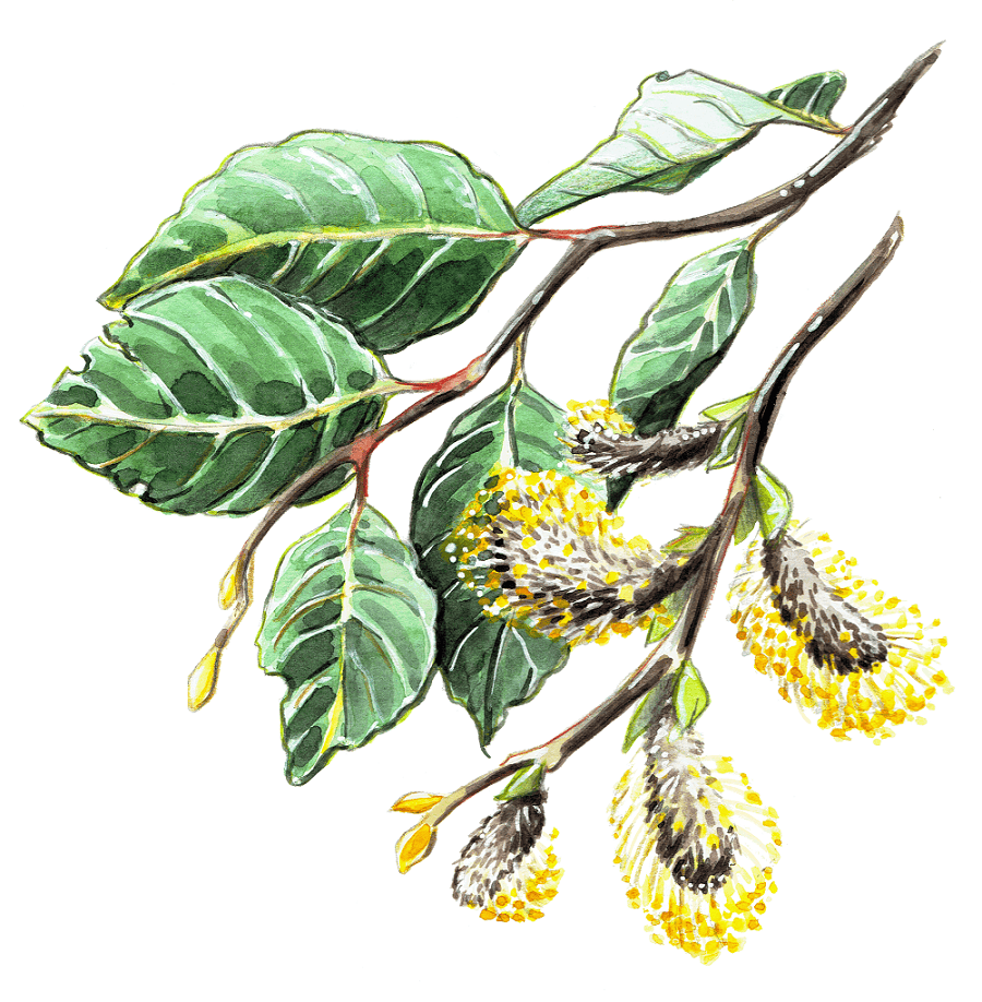rameau naturaliste saule des chèvres