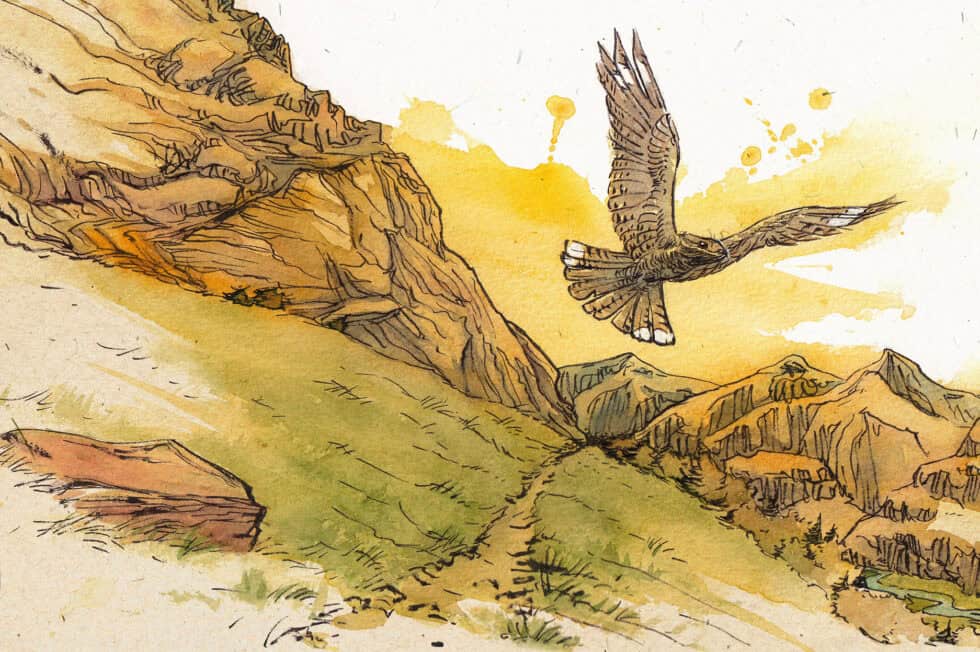 envol d'un engoulevent d'Europe au crépuscule dans les steppes montagneuses.